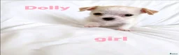 Mixed Breed dogs for sale: 11 Jack Russell x Chihuahua Puppies – 2 Litters - Advert 13