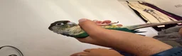 Conures birds for sale: Friendly & Tame 2-YearTurquoise Green Cheek Conure - Advert 10