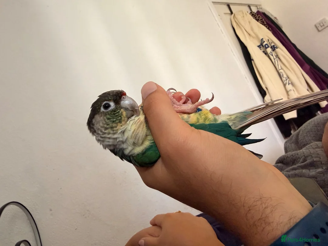 Conures birds for sale: Friendly & Tame 2-YearTurquoise Green Cheek Conure - Advert 10