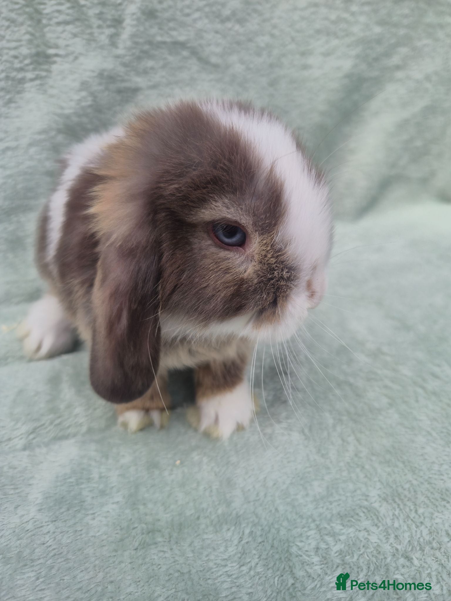 Mini Lop rabbits Gorgeous mini lops ready next week  - Advert 2