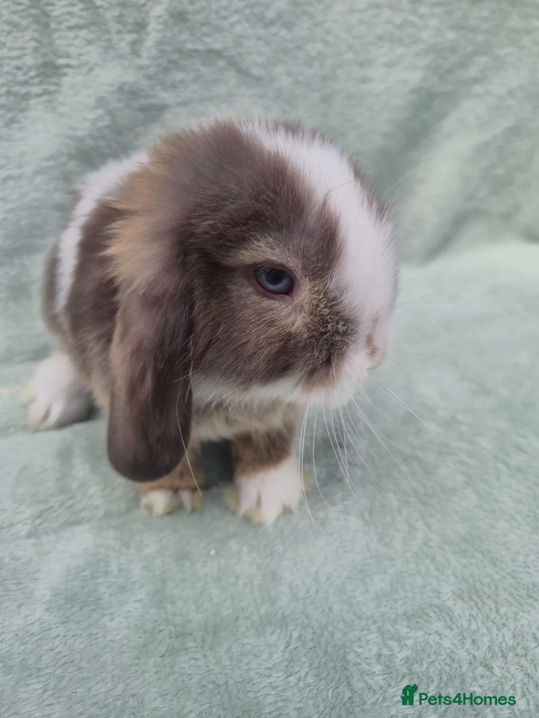 Mini Lop rabbits for sale: Gorgeous mini lops ready next week  - Advert 2