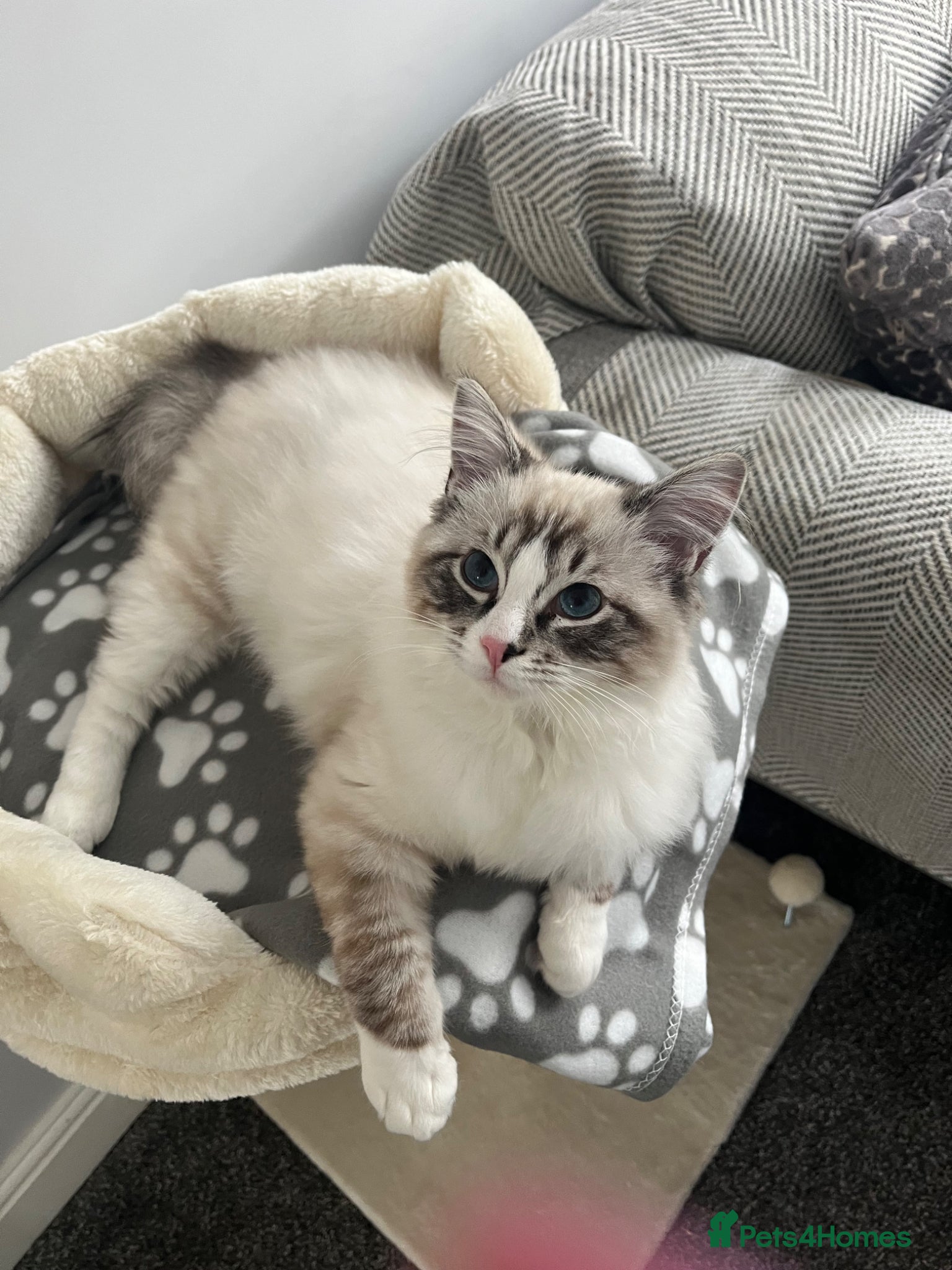Ragdoll cats 6 month old male ragdoll  - Advert 1