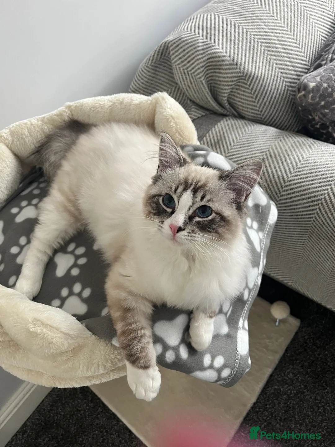 Ragdoll cats for sale: 6 month old male ragdoll  - Advert 1