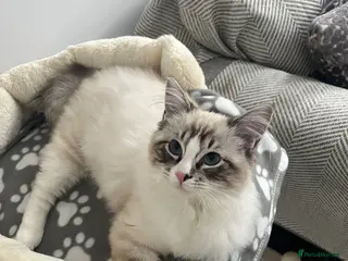 Ragdoll cats 6 month old male ragdoll - Advert 1