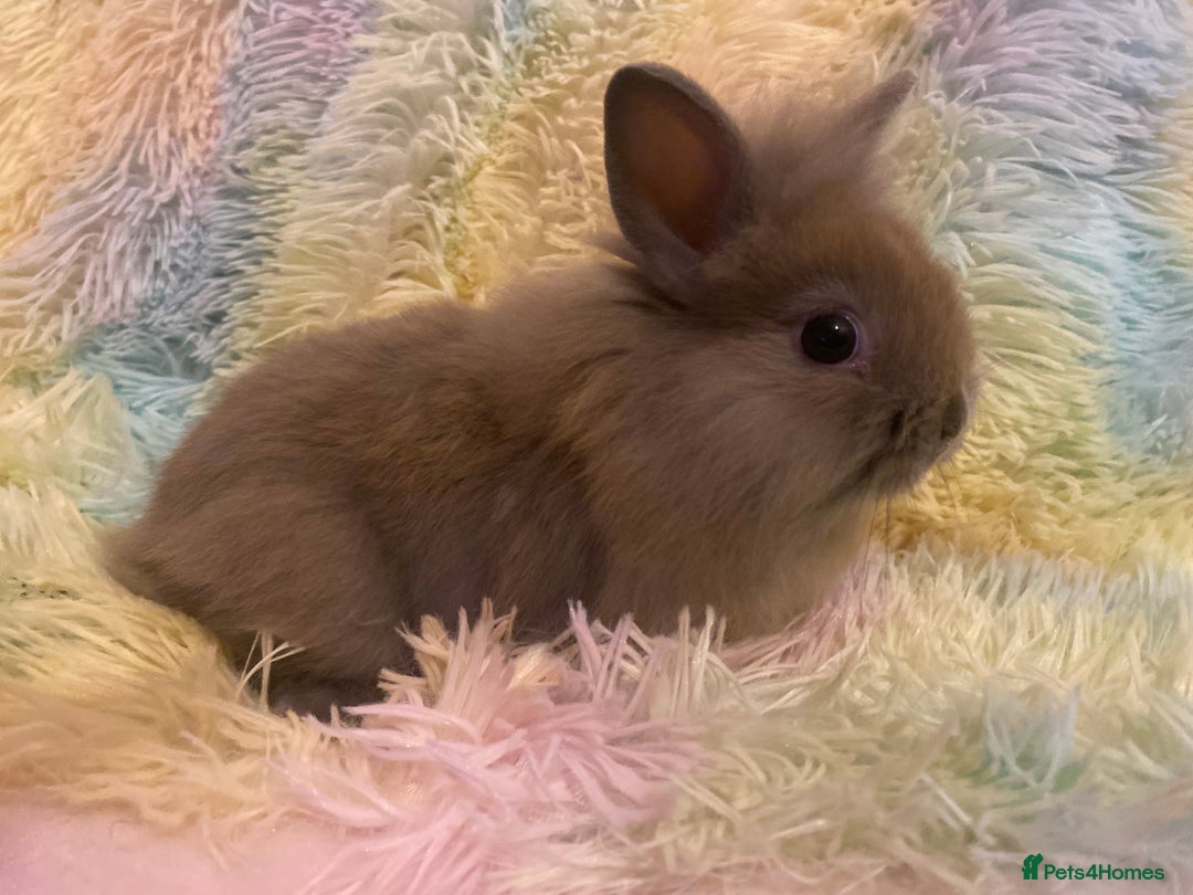 Mixed Breed rabbits for sale: Male teddydwerg x Netherlands dwarf rabbits - Advert 2