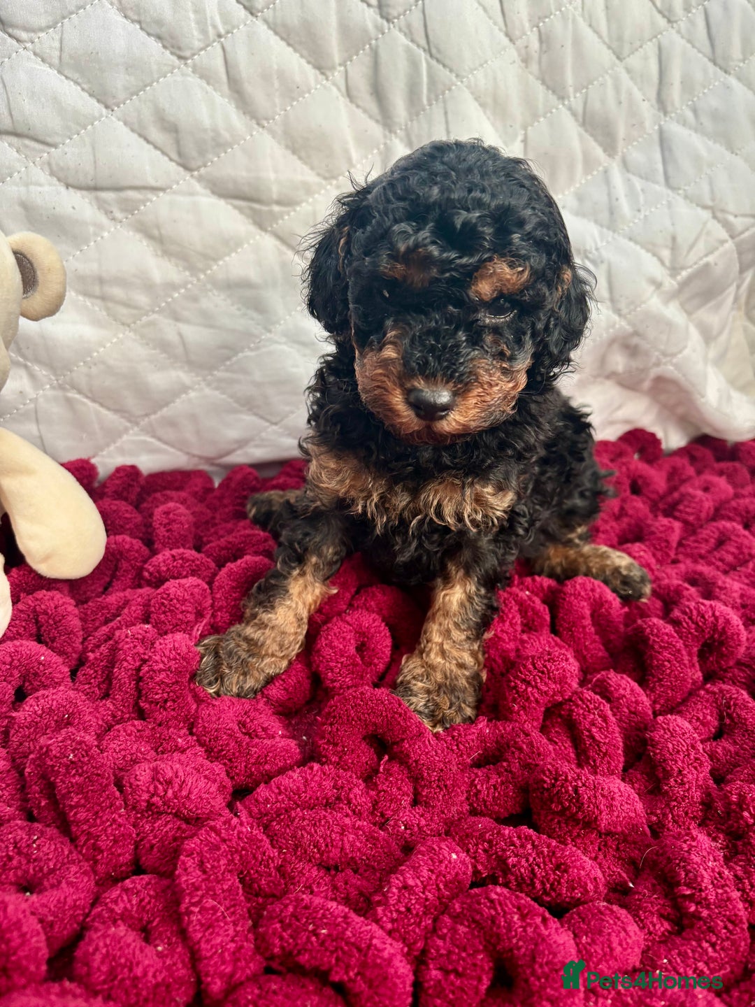 Toy Poodle dogs for sale: KC registered toy poodles - Advert 2
