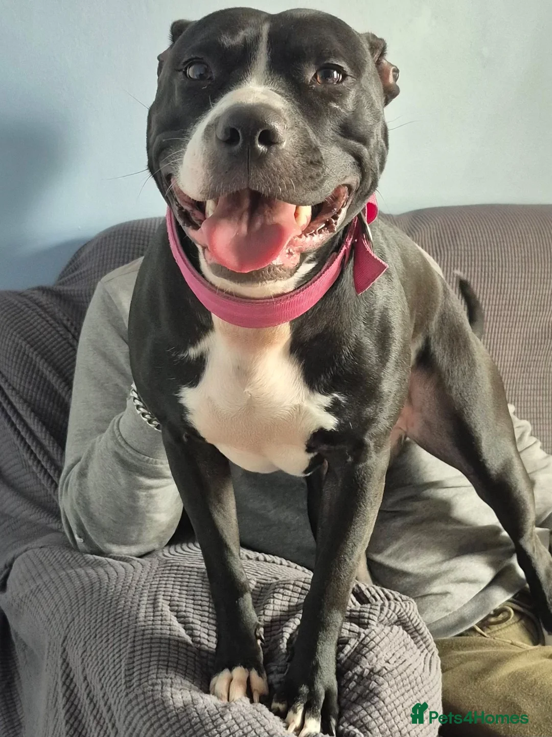 Mixed Breed dogs for sale: India - staffy cross  - Advert 2