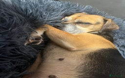 Mixed Breed dogs for adoption: Little Sophia is looking for her forever home!  - Image 4