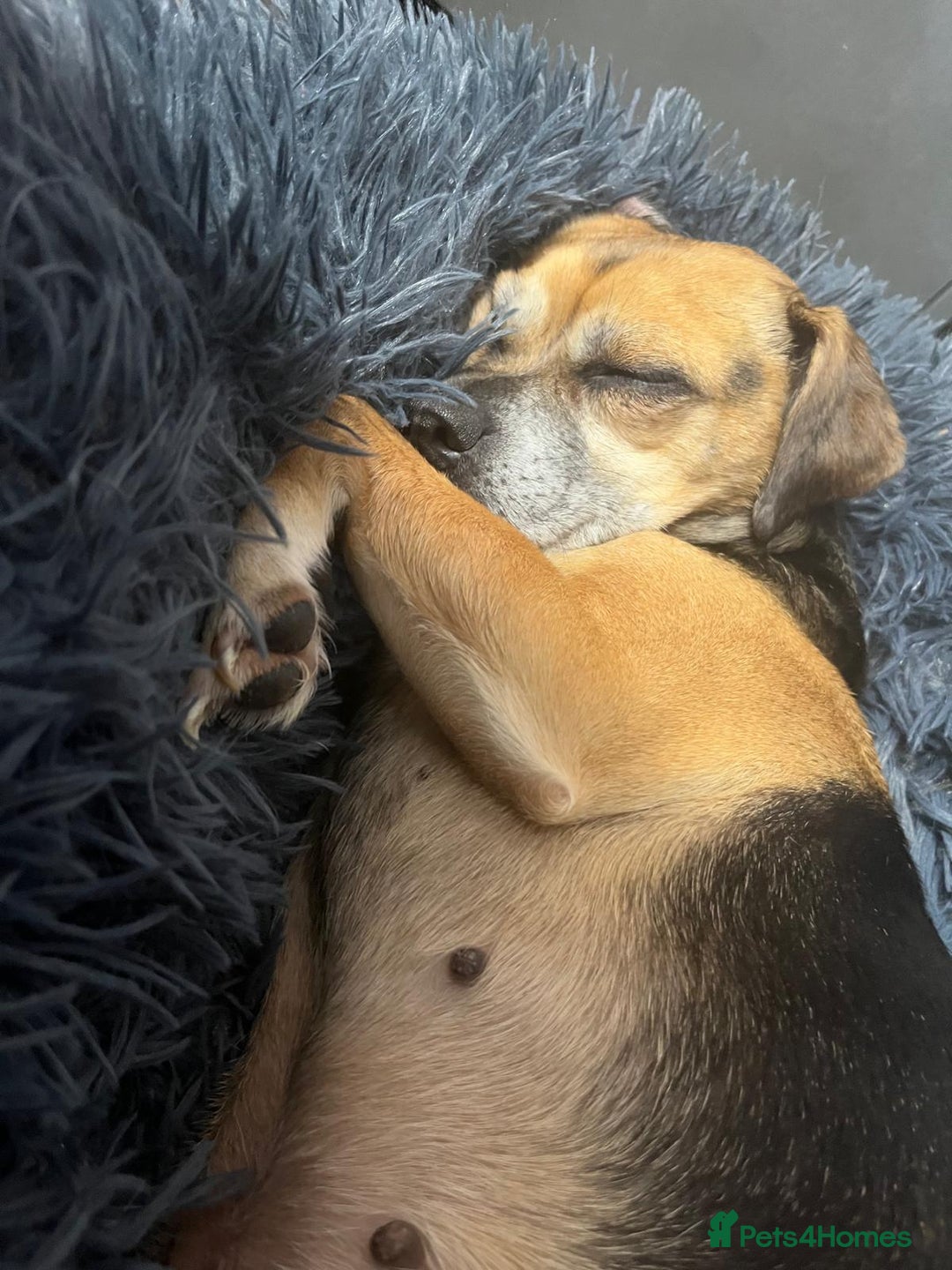 Mixed Breed dogs for adoption: Little Sophia is looking for her forever home!  - Image 4
