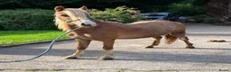 Welsh Section A horses for sale: Vouge / Blonde and Beautiful ! - Advert 5