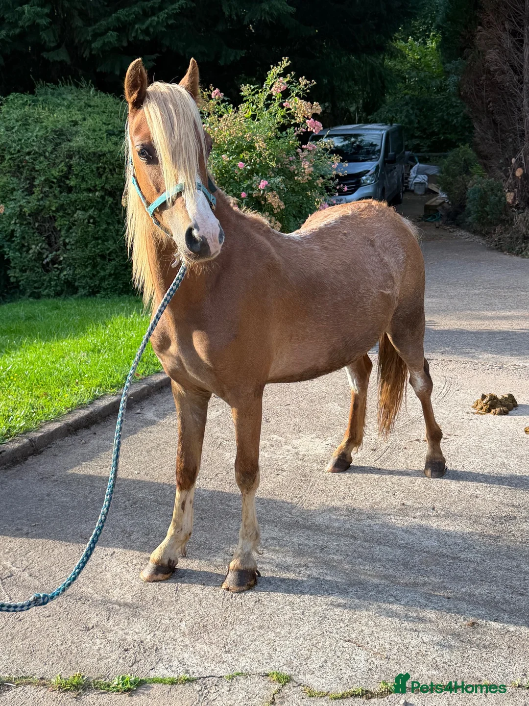 Welsh Section A horses for sale: Vouge / Blonde and Beautiful ! - Advert 5