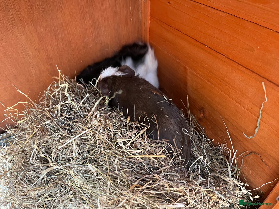 Guinea Pig rodents for sale: 2 x male Guinea Pigs  - Advert 1