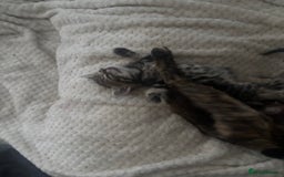 Mixed Breed cats for sale: Beautiful mixed breed kittens - Image 3