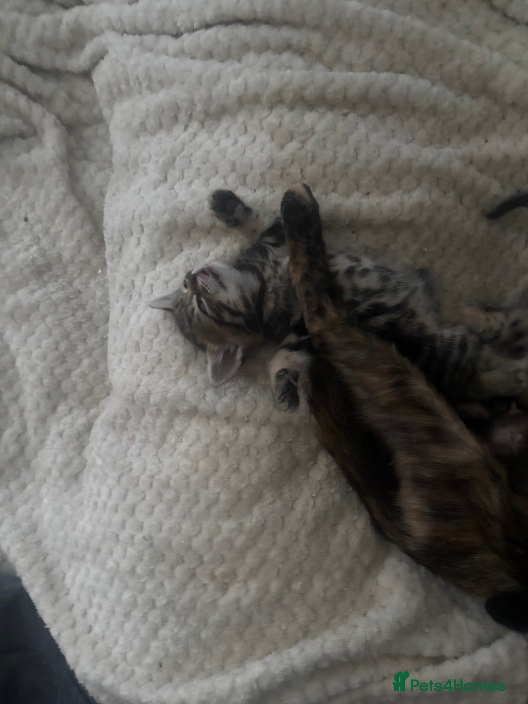 Mixed Breed cats for sale: Beautiful mixed breed kittens - Image 3