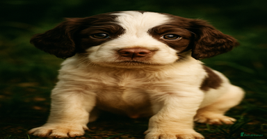 Cocker Spaniel dogs - Advert 2