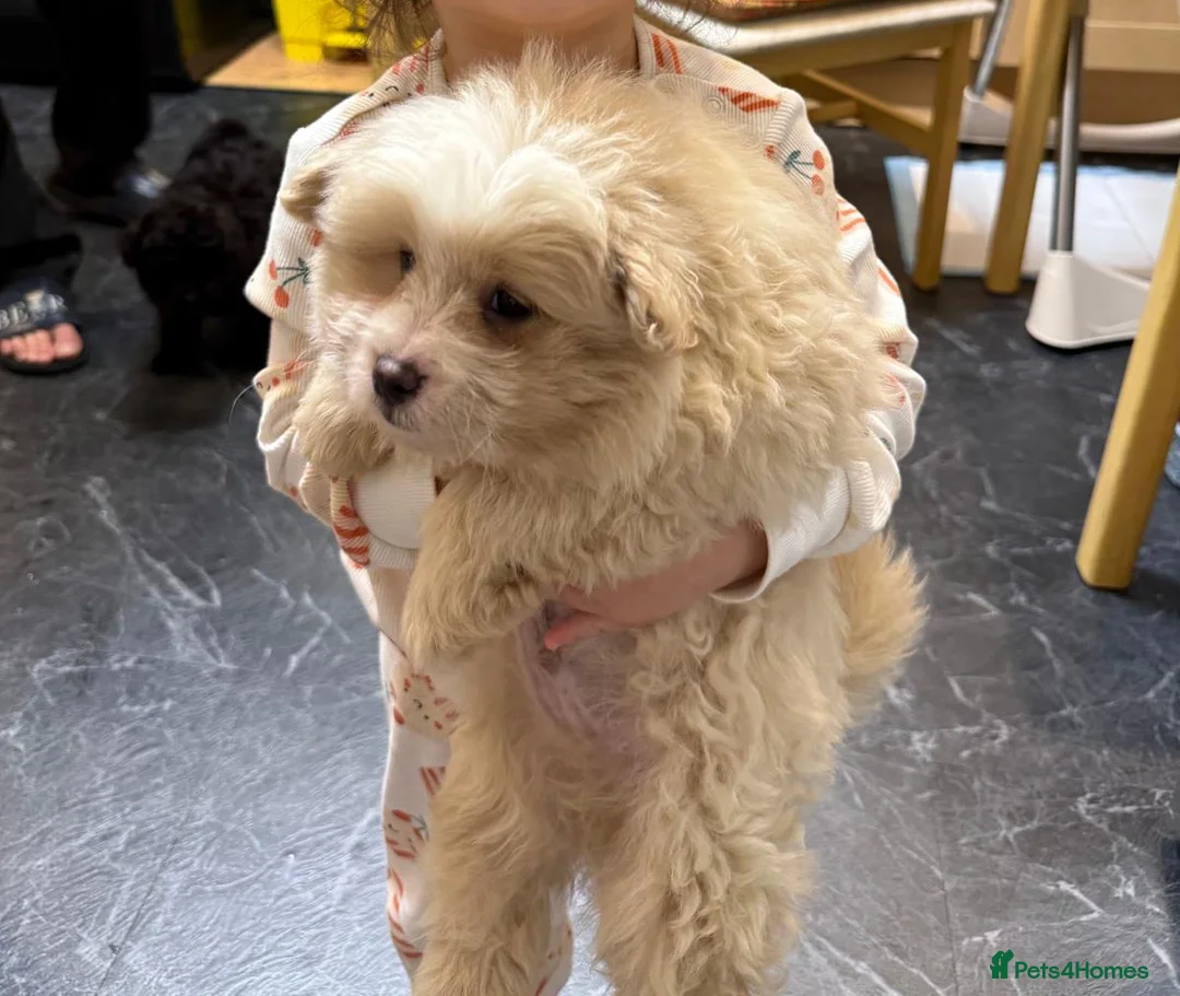 Pomapoo dogs for sale: Stunning Pomapoo Boys Looking for Love 🐾 - Advert 17