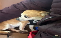 Chihuahua dogs for sale: Male Chihuahua looking for forever home - Image 9