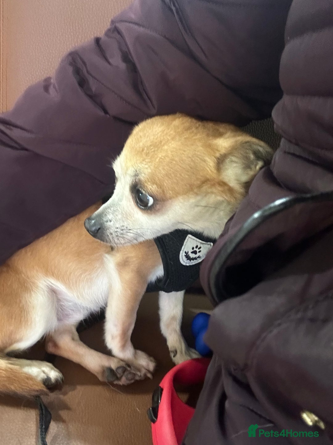 Chihuahua dogs for sale: Male Chihuahua looking for forever home - Image 9