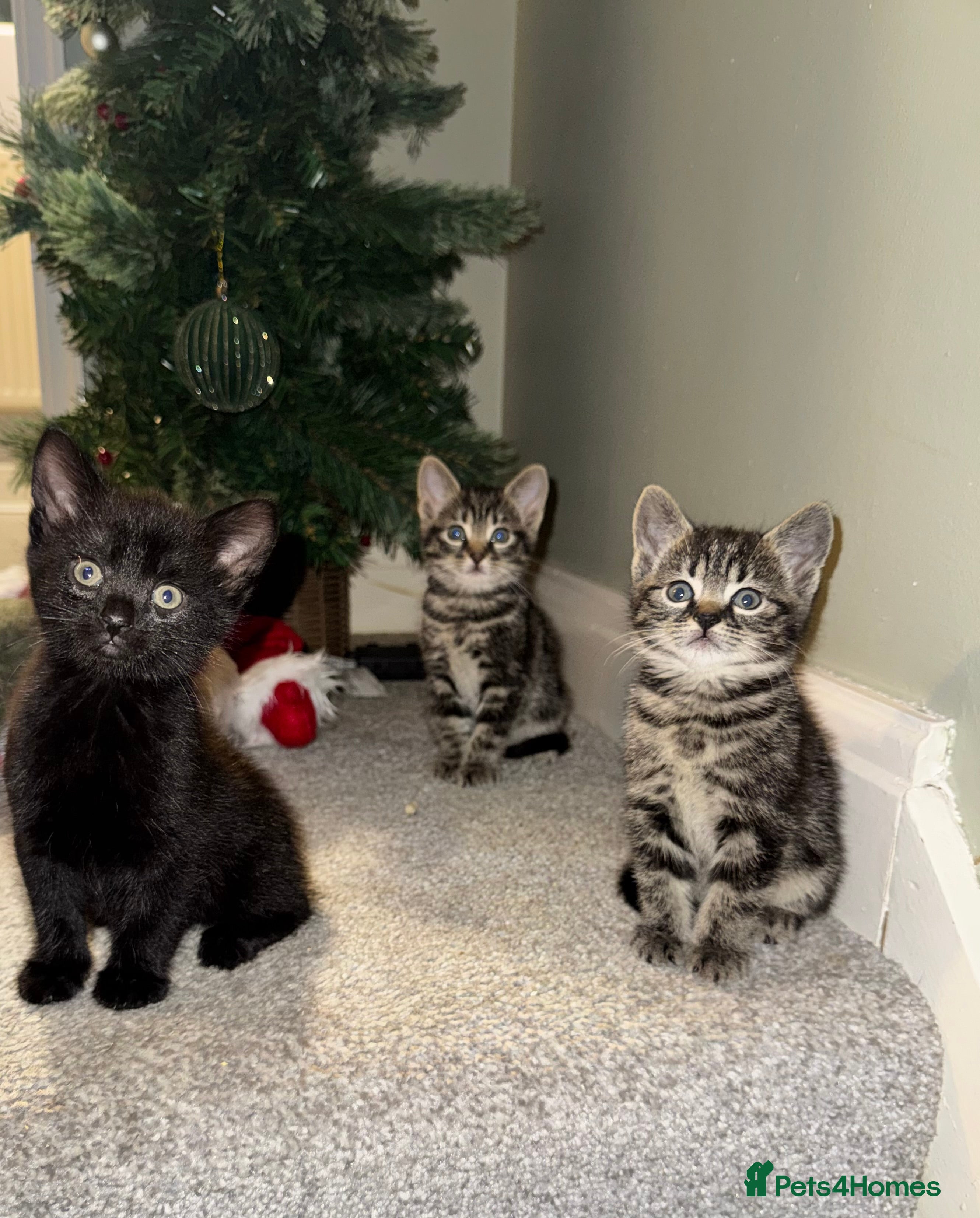 Mixed Breed cats Gorgeous Kittens ready to go in 2 weeks - Advert 9