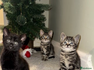 Mixed Breed cats Gorgeous Kittens ready to go in 2 weeks - Advert 1
