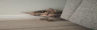 Domestic Shorthair 3