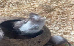 Mouse rodents for sale: Beautiful fancy mice looking for forever homes - Image 11