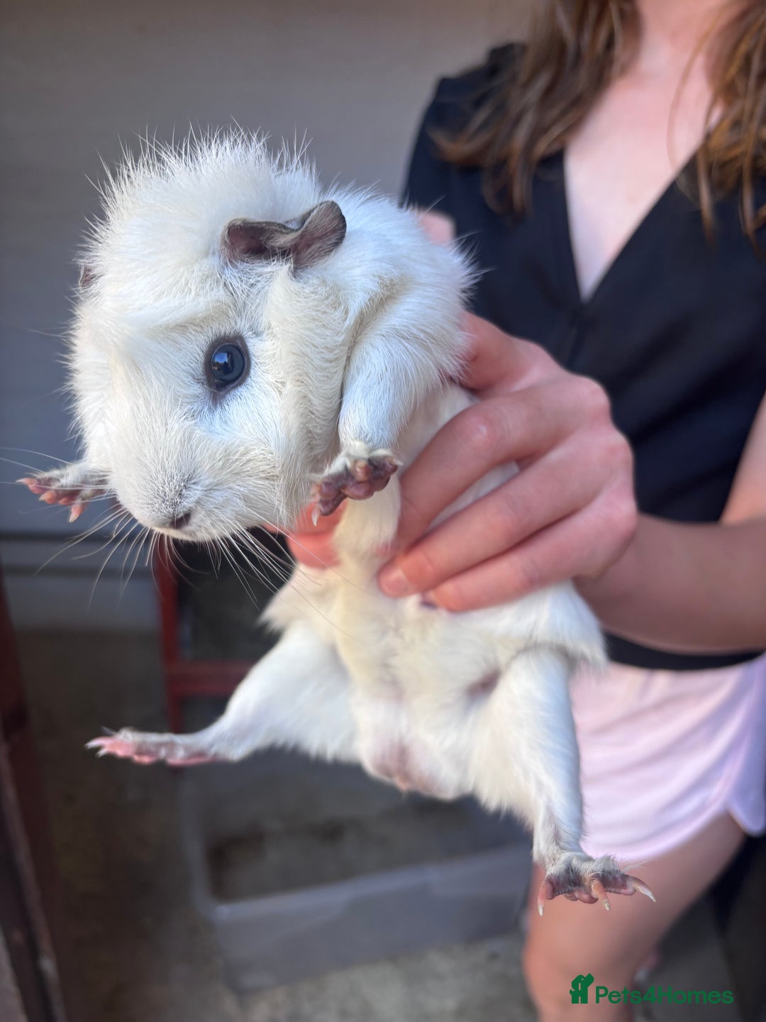 Guinea Pig rodents for sale: 3 Male Guinea Pigs, Hutch and Run For Sale - Image 3