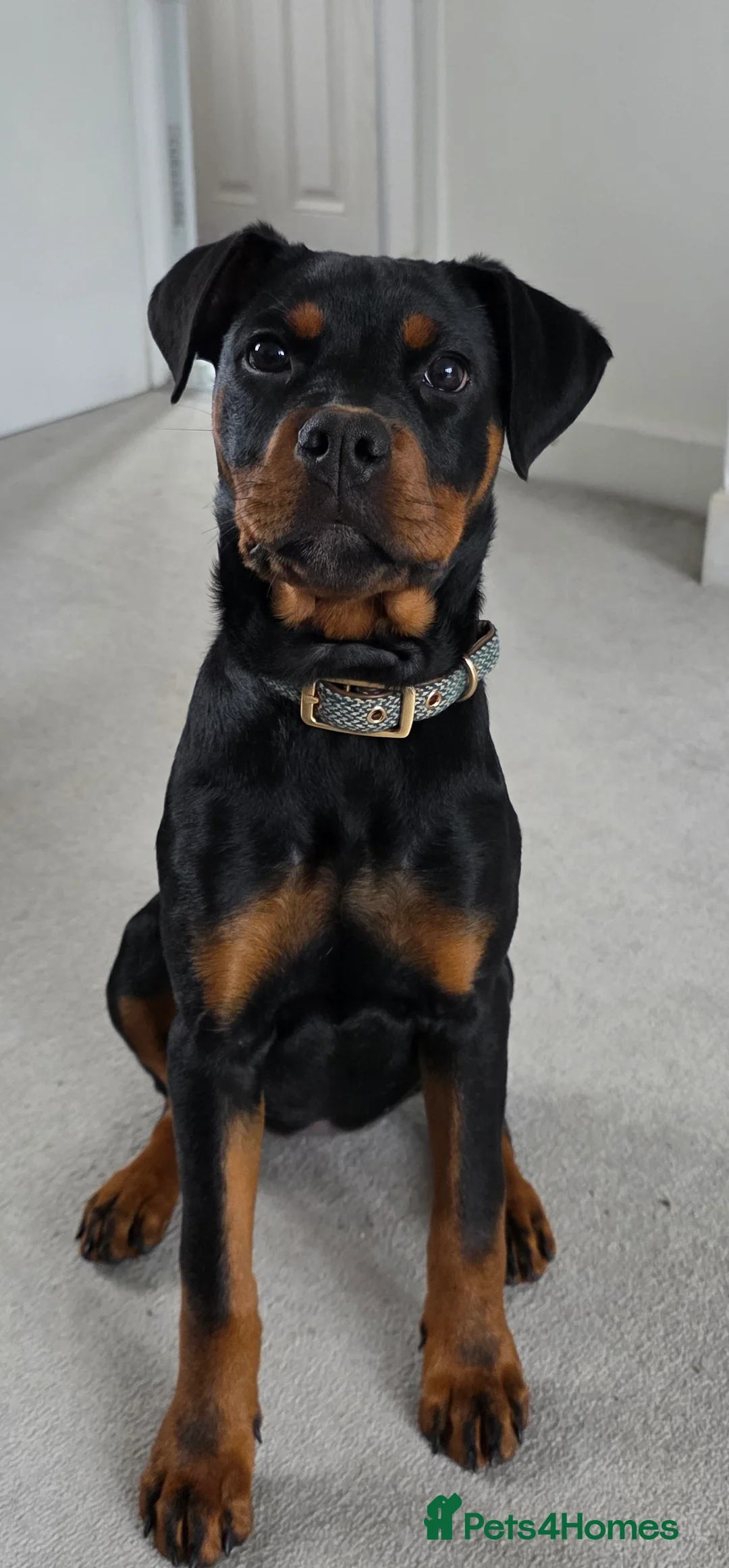 Rottweiler dogs for sale: Rottweiler - Female 5 months old - Advert 7