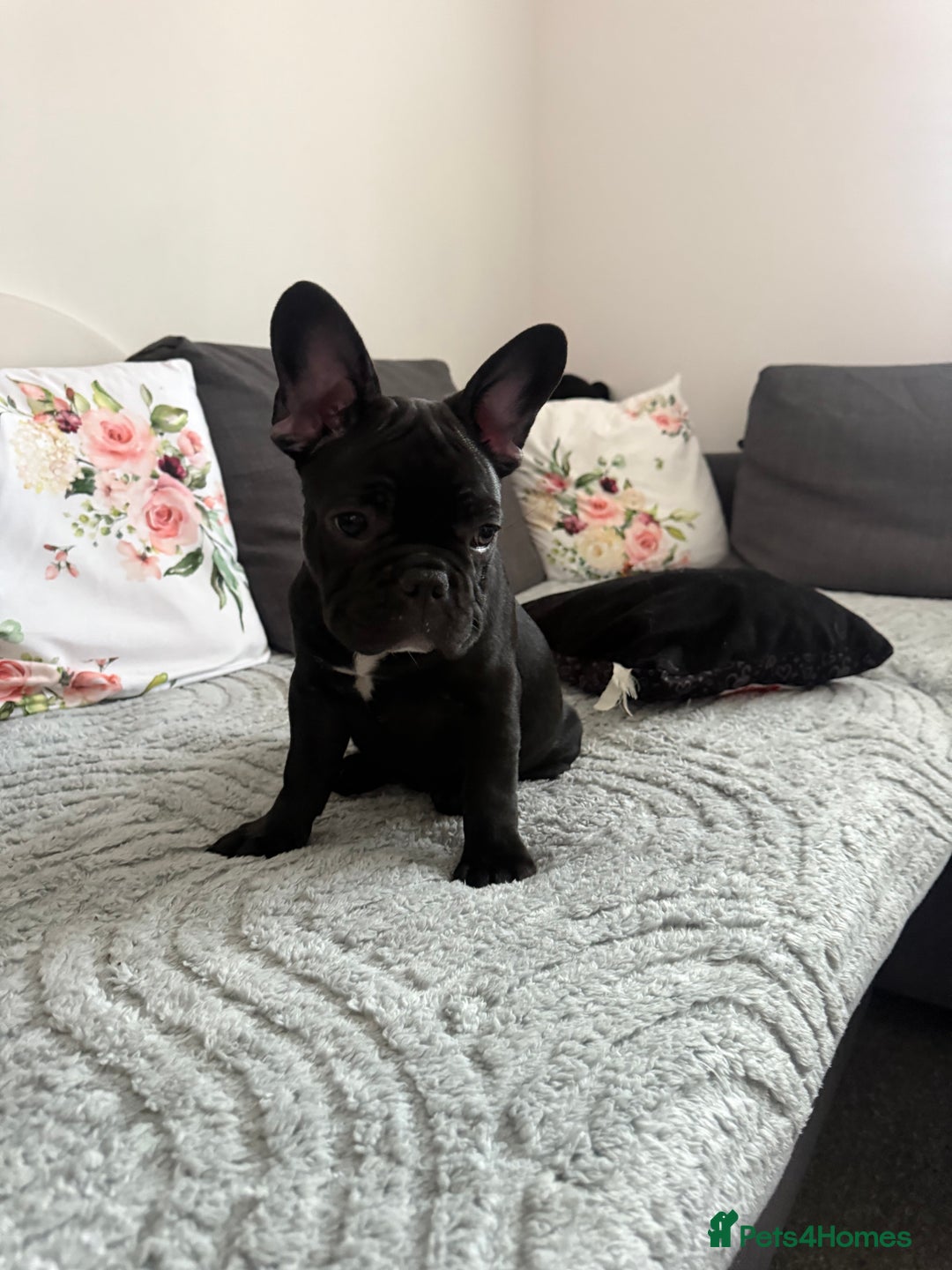 French Bulldog dogs for sale: French Bulldog Puppies 3 Months Old Girl and Boy  - Image 7