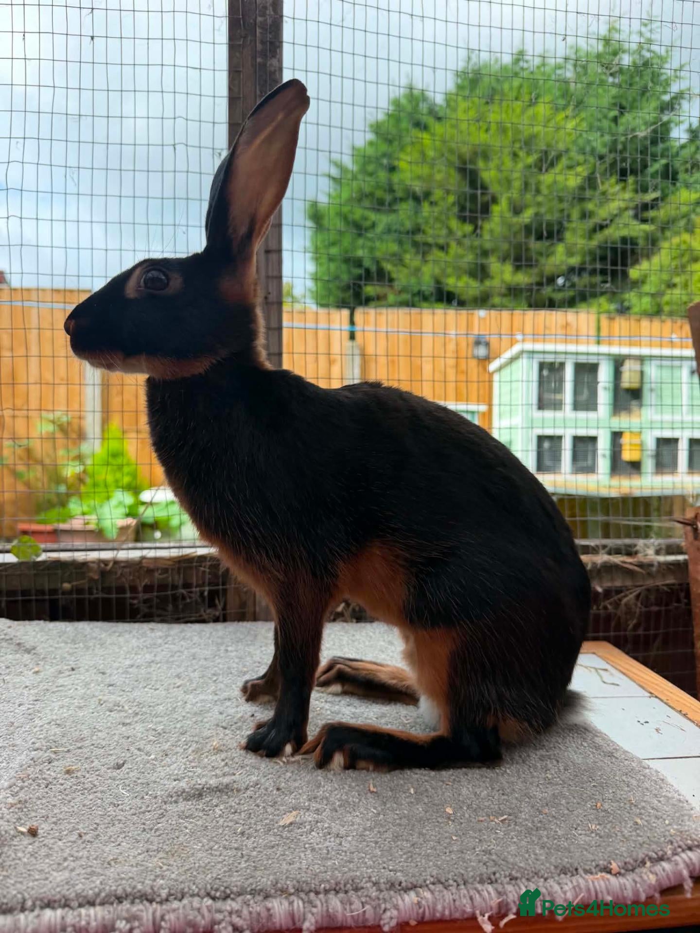 Belgian Hares rabbits Baby hares looking for new postcodes - Advert 1