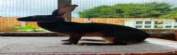 Belgian Hares rabbits for sale: Baby hares looking for new postcodes - Advert 1