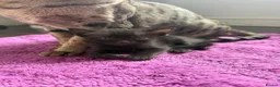 Mixed Breed cats for sale: Beautiful savannah cross ragdoll kittens - Advert 8