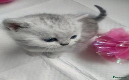 British Shorthair cats for sale: British short hair kittens  - Image 6
