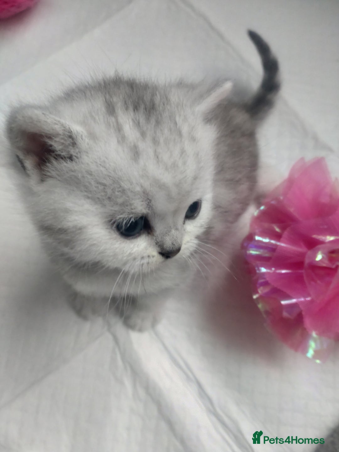 British Shorthair cats for sale: British short hair kittens  - Image 6