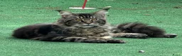 Maine Coon cats for sale: Main coon kittens - Advert 4