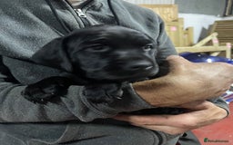 Mixed Breed dogs for sale: Rottweiler/vizsla - Image 21