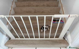 Chihuahua dogs for sale: Ready to leave female chihuahua BOTH vaccines done - Image 14