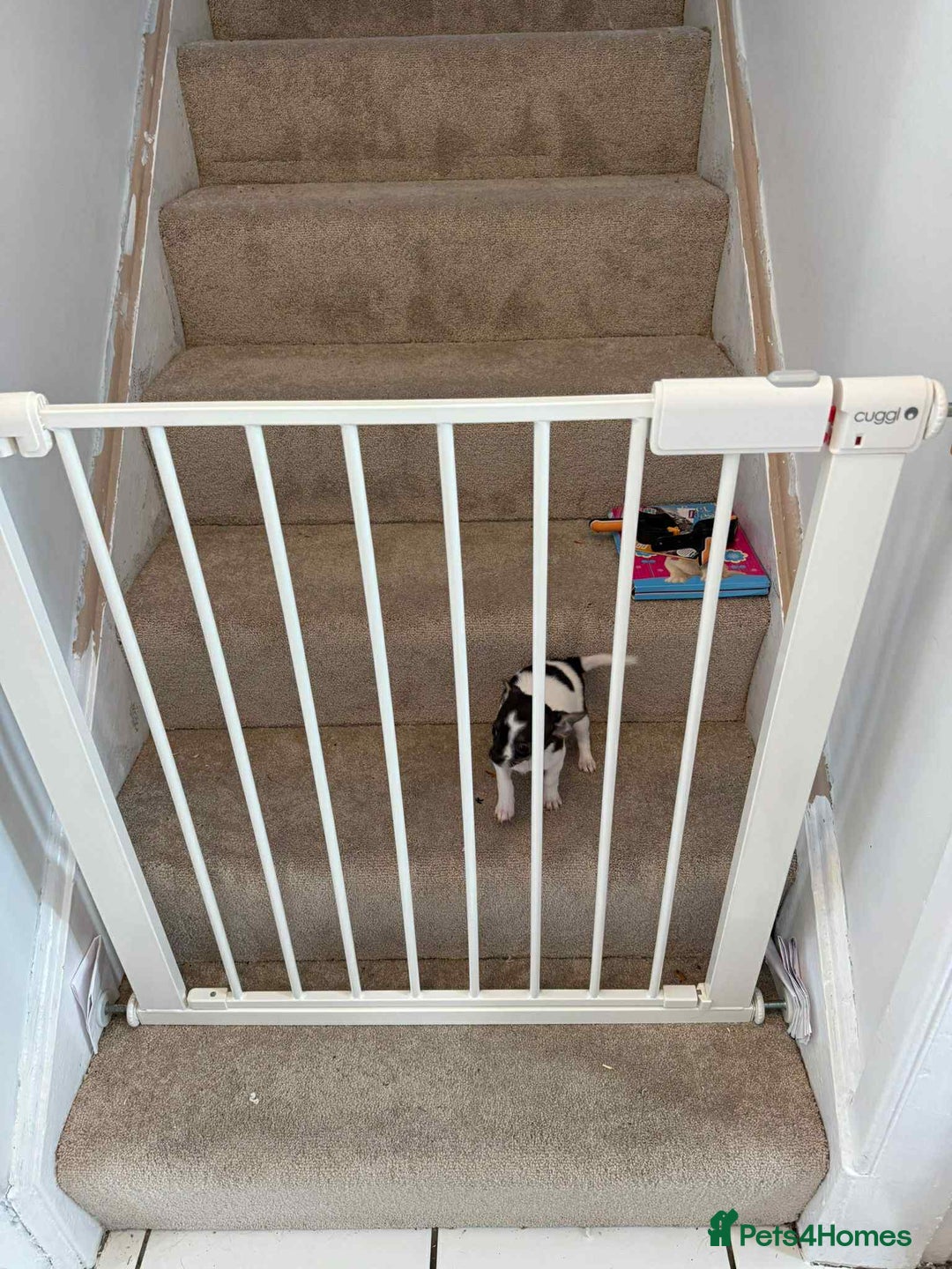 Chihuahua dogs for sale: Ready to leave female chihuahua BOTH vaccines done - Image 14