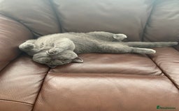 British Shorthair cats for sale: British Shorthair Female - Image 2