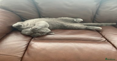 British Shorthair cats - Advert 6