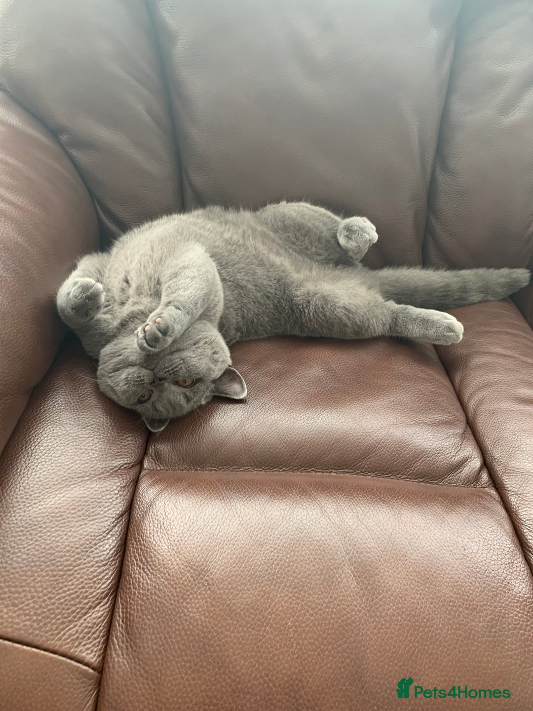 British Shorthair cats for sale: British Shorthair Female - Image 2