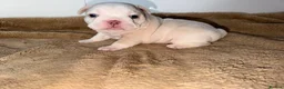French Bulldog dogs for sale: french bulldogs ready next week  - Advert 27