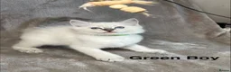 Ragdoll cats for sale: 😻Pure Ragdoll Kittens looking for loving home ❤️ - Advert 35