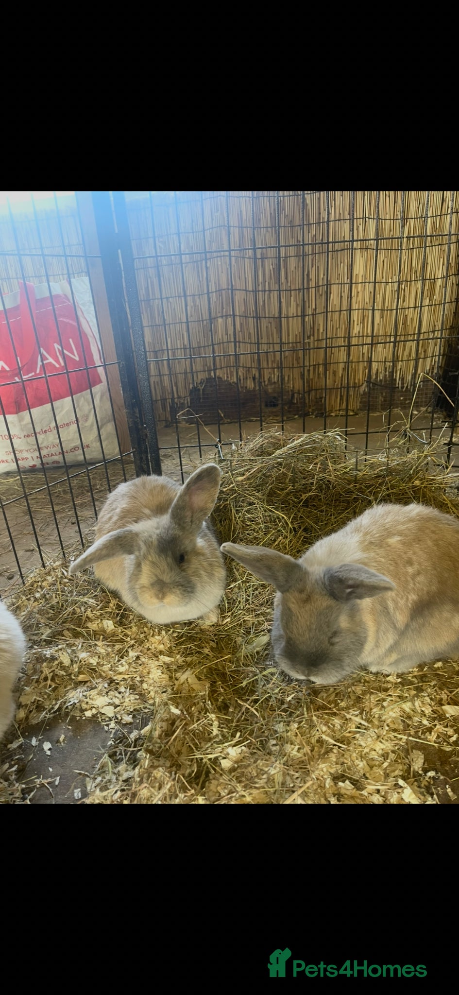 Mini Lop rabbits Mini lops (2 girls left) - Advert 1