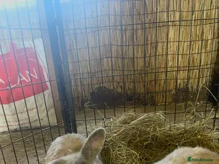 Mini Lop rabbits Mini lops (2 girls left) - Advert 1