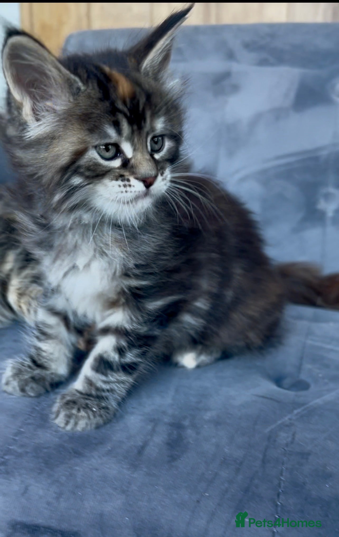 Maine Coon cats First kittens of GCCF Maine coon Champ for sale  - Advert 1