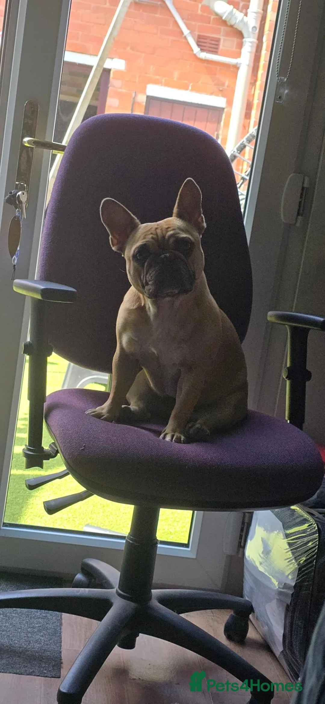 French Bulldog dogs for sale: 2 french bulldogs MUST STAY TOGETHER  - Advert 2