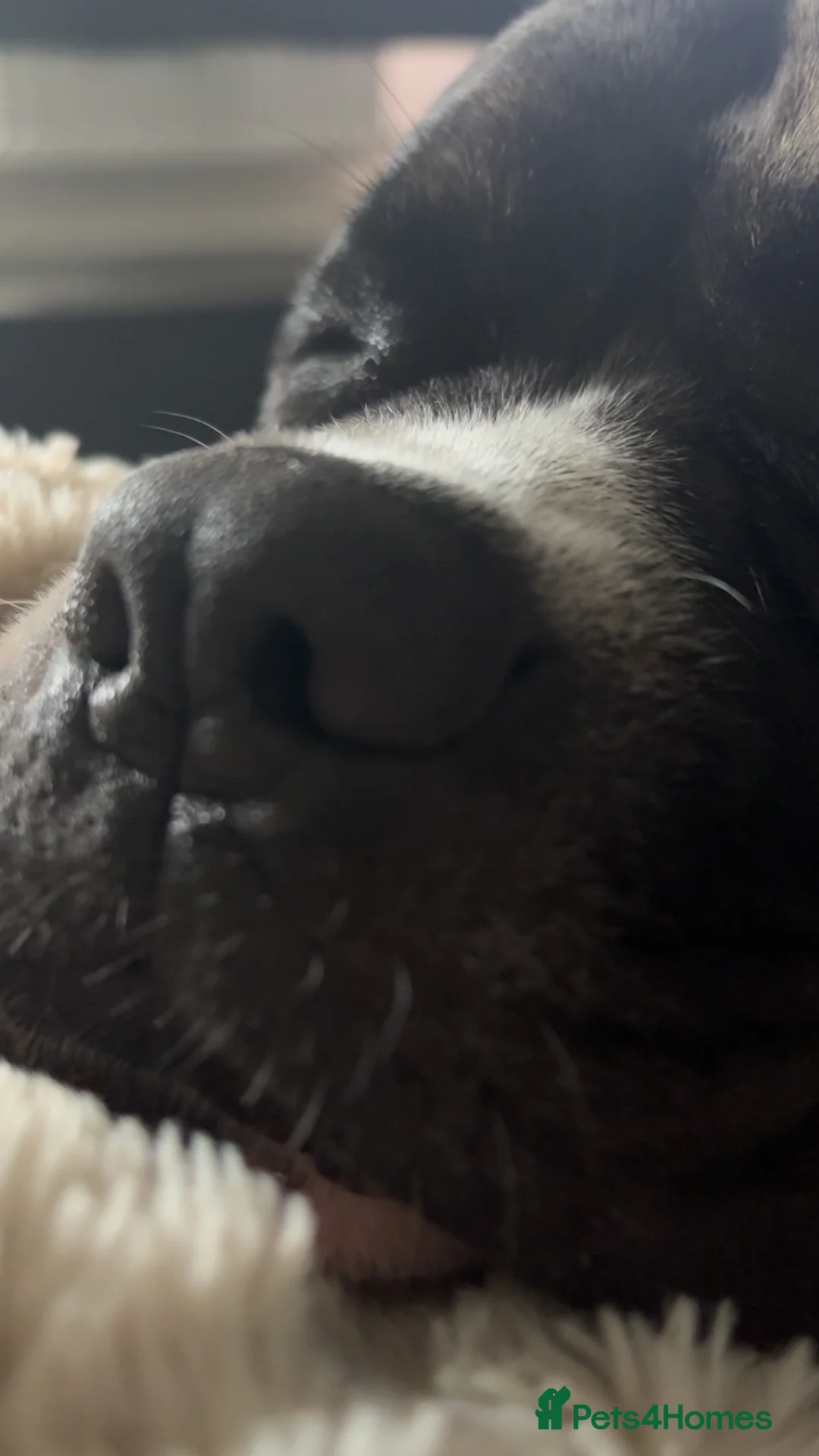 Staffordshire Bull Terrier dogs for sale: Staffy male 2 years 1 month  - Advert 8