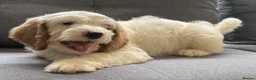Australian Labradoodle dogs for sale: Multi-Gen Australian Labradoodle Puppies - Advert 20