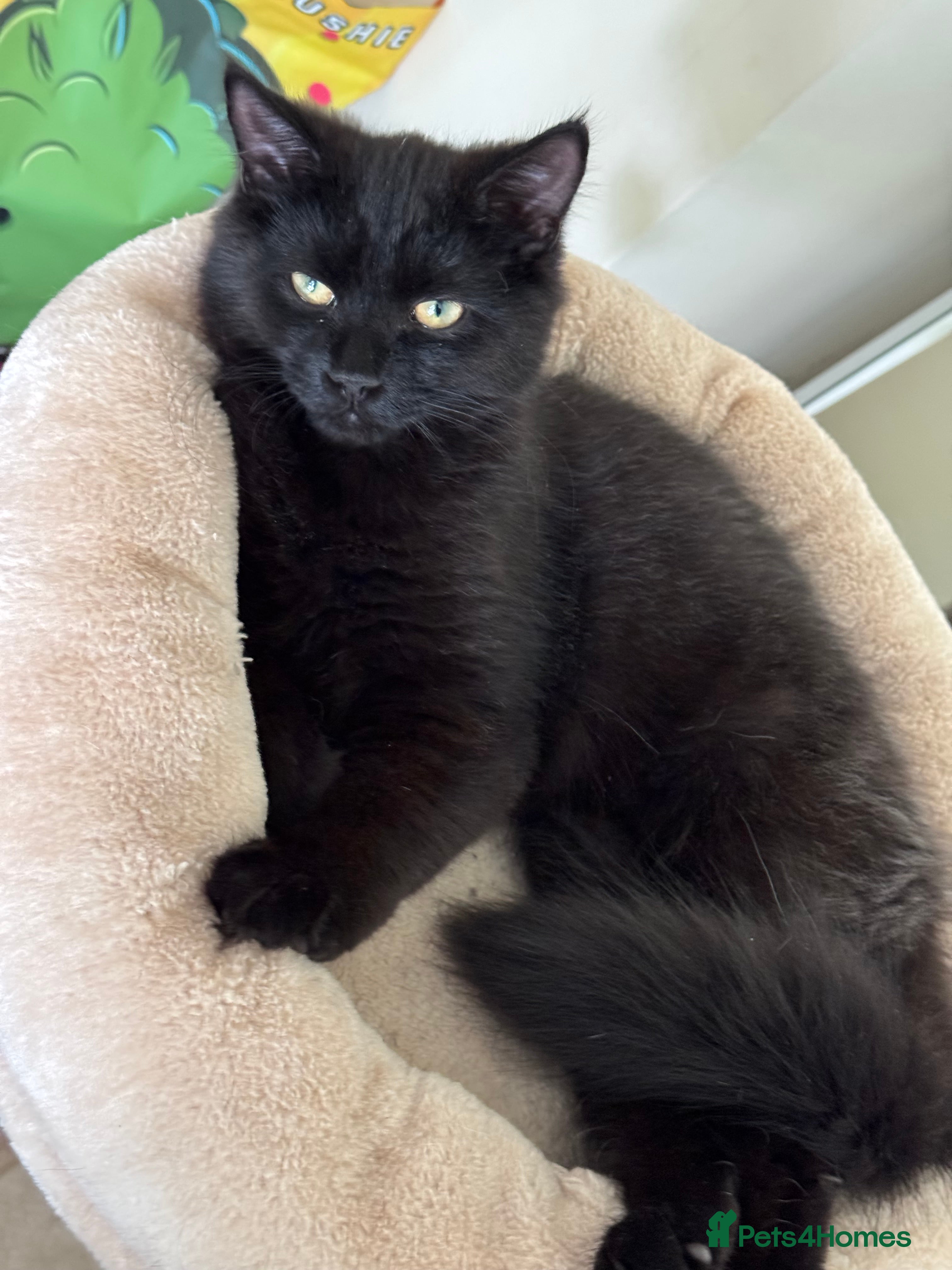 Mixed Breed cats  kitten - Advert 2